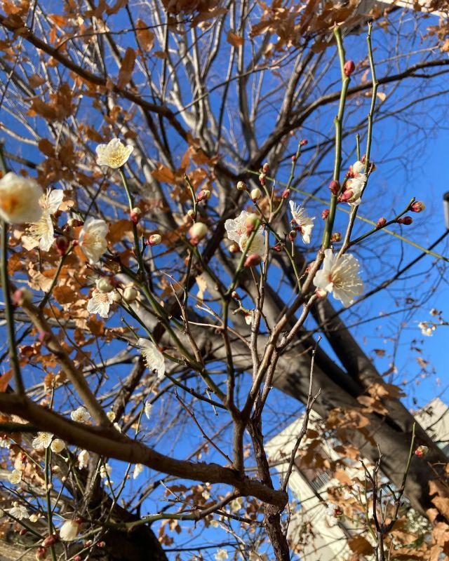 🎵春の足音

今日は良い天気☀️に恵まれ、
園庭での遊びをめいっぱい
楽しんでいた子どもたち♬
元気な声が響き渡っていました☺️

駐車場の梅の花も咲き始め、
少し春の足音を感じ、
嬉しい気持ちになりました🎵

#samidori#さみどり#ふくい #つるが#こども園#春のあしおと #梅のはな #きれいだな