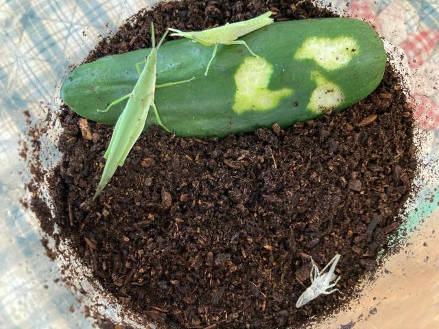 せんせ〜! 見て‼︎
きらきらした子どもの視線の先には、白いものが・・・
バッタの抜け殻
昆虫大好きなお友だちに、素敵な夏の贈り物です

（私も、初めて見ました）

#samidori  #さみどり保育園  #ふくい　 #つるが　 #バッタの脱皮  #ドキドキワクワク  #あそびは学び　#夏からのプレゼント