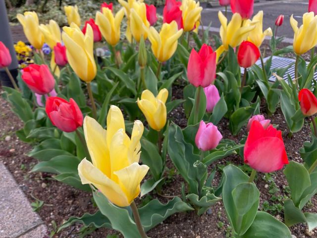 春の訪れ

園内にたくさんのお花が咲き始めました🌷

「お花さんがおはようって言ってる〜！」
「かくれんぼしてたのかな〜？」
子どもたちは花が咲いたことをいろんな言葉で表現し、春が来たことを喜んでいます🌱
#さみどり #samidori #敦賀 #福井県 #花 #春