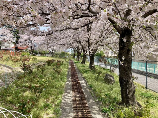 .
春のお散歩
さみどりバラ園の桜が満開🌸

バラ園の線路を歩き
桜のトンネルを通りました⭐︎
風に吹かれてチラチラ落ちてきた花びらを
嬉しそうに拾う子どもたちでした。

#さみどり #samidori #敦賀 #福井県 #花 #春#４歳#春のお散歩