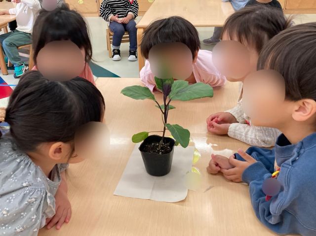 野菜の苗を植えました！
『これは何の野菜の苗でしょう？』のクイズに、『ここが紫色だからなすびかな？』と大当たり⭐︎
苗の色や葉っぱの形、手触りや匂いなどを楽しんだ後、みんなでプランターに植えましたよ。

翌日、『もうお野菜できたかな！？』と楽しみに覗きに行っていた可愛い子どもたち。
水やりをしながら生長を楽しみましょうね♪

#samidori #さみどり #早翠 #幼稚園 #子ども園 #3歳 # 遊び #敦賀 #福井 #子ども #こども #教育 #子育て #21世紀スキル #非認知能力 #苗植え #水やり