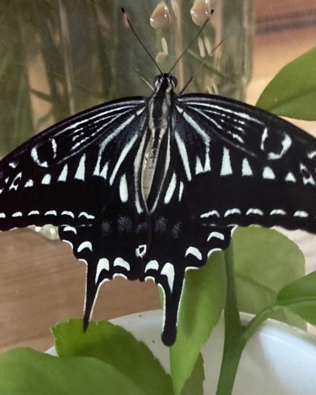 黒くて小さかった幼虫が、大きくなり、緑になり、だんだん形が変わり、さなぎになり、ちょうちょになって空に羽ばたいていきました。はらぺこあおむしの絵本を持ってきて「一緒！」と喜んでいましたよ。

#samidori #さみどり #早翠 #幼稚園 #子ども園  #1歳 #遊び #敦賀 #福井 #子ども #こども #教育 #子育て #21世紀スキル #非認知能力 #ちょうちょ