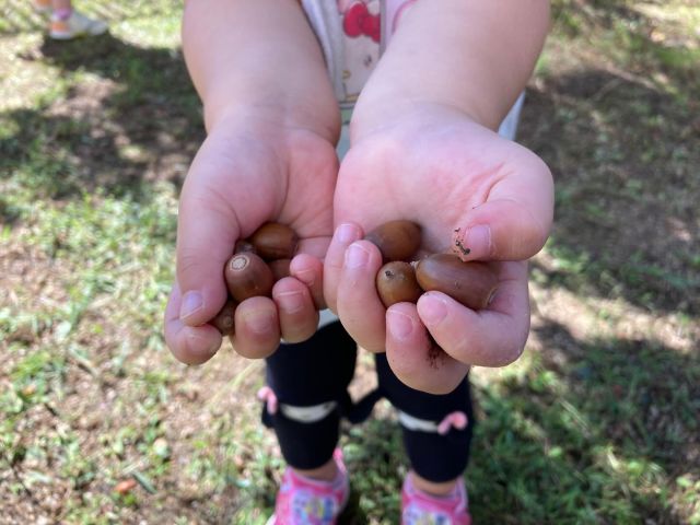 涼しい秋風の中、園庭やお散歩先では秋の自然がいっぱい！

子どもたちは、どんぐりや銀杏を見つけては
「みてみて！」「これなんか匂いする〜」と大興奮！

まるで秋の宝探しみたいに夢中になって探しています。

手のひらいっぱいに集めた自然のおたから。
秋ならではの発見が、子どもたちの感性を豊かに育ててくれますね。

#samidori #さみどり #早翠 #幼稚園 #子ども園  #3歳 #遊び #敦賀 #福井 #子ども #こども #教育 #子育て #21世紀スキル #非認知能力 #戸外あそび