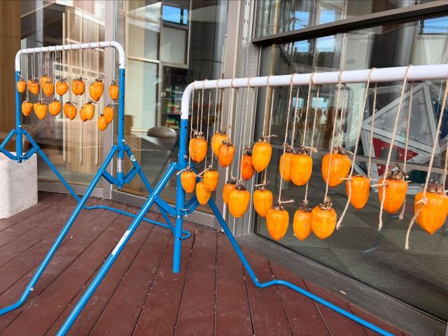 子どもたちと一緒につるし柿

「べろがしゅわしゅわ、ぽんぽんしてる〜⁉︎」
渋柿を味見した子のなんという表現力！

渋柿しかなかった時代
「干せば渋が抜ける」と発見した
先人の知恵はすごい！

これから柿がどう変化していくのか
子どもたちと楽しみます

#さみどり #samidori #認定子ども園 #非認知能力 #自然 #つるし柿 #渋柿 #甘柿 #食べ比べ #実体験 #先人の知恵 #秋の風物詩 #環境 #驚きや発見 #心が動く瞬間 #福井